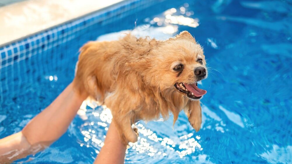 Hydrotherapy for Dogs: What It Actually Is, When It Helps, and What to Expect