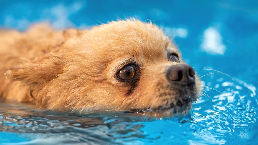 Dog Hydrotherapy at Home: A Practical DIY Guide for Canine Water Therapy